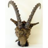 Edwardian taxidermy head of an Alpine Ibex wild mountain goat, approx. 65cm high.