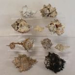 Eleven various late 19th/early 20th century Murex shells.