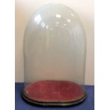 Large Victorian oval glass display dome with ebonised plinth base, total height approx. 71cm.