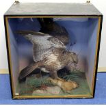 Large Victorian or Edwardian taxidermy display of a Buzzard killing a rabbit or hare,