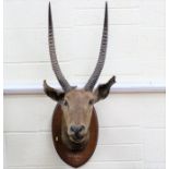 Edwardian taxidermy head of a Waterbuck, mounted on oak shield back, inscribed & dated 1905, approx.