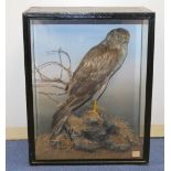 Large Victorian or Edwardian taxidermy display of a Hen Harrier on rocky base with grasses & twigs,