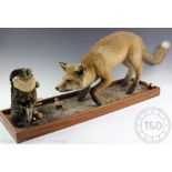 A taxidermy fox, modelled foraging upon a naturalistic platform with root stump,