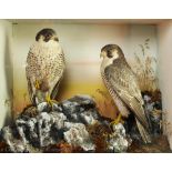 Taxidermy: Victorian Peregrine Falcons (Falco peregrinus) by Henry Shaw, circa 1880,