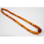 An amber bead necklace of butterscotch colour, weight 30.