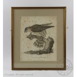 I Warner after R W Jordan, Early 19th century engraving, The Female Sparrow Hawk, Dated 1809,