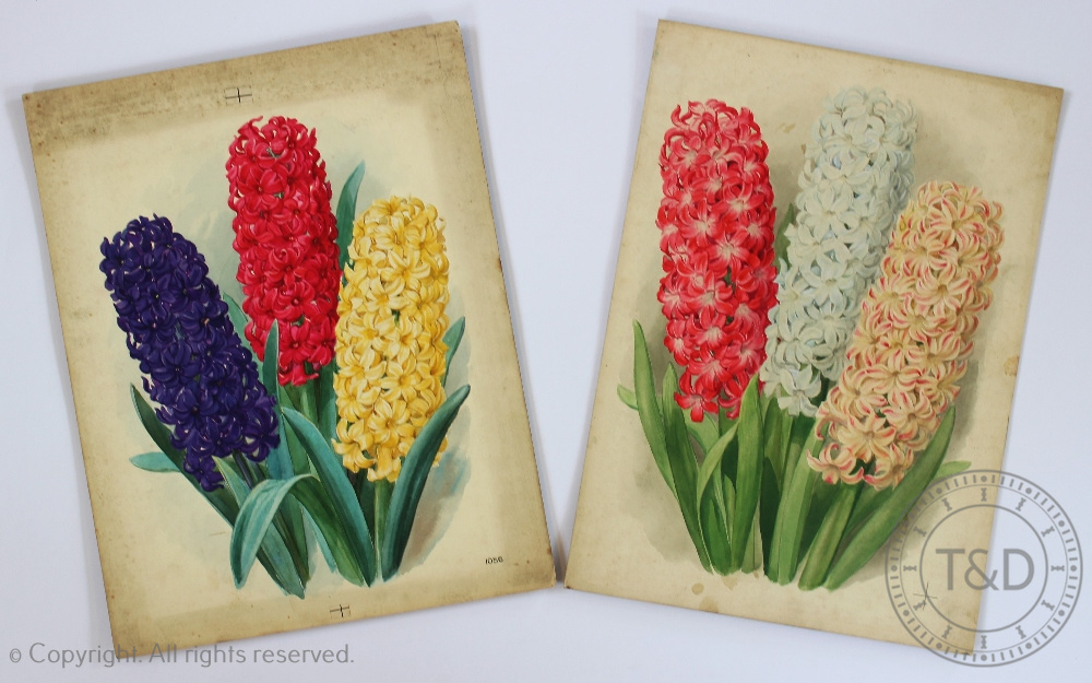 J W Ford - early 20th century, Near pair of botanical watercolours, Studies of hyacinths,