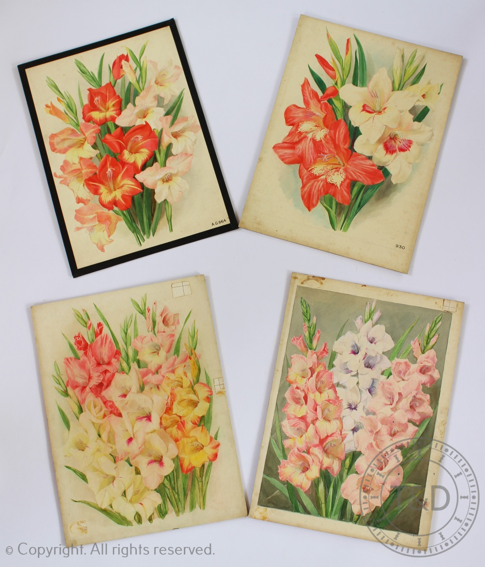 J W Ford - early 20th century, Four botanical watercolours, Studies of gladioli, Largest 34.