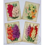 J W Ford - early 20th century, Four botanical watercolours, Studies of gladioli, Largest 33.