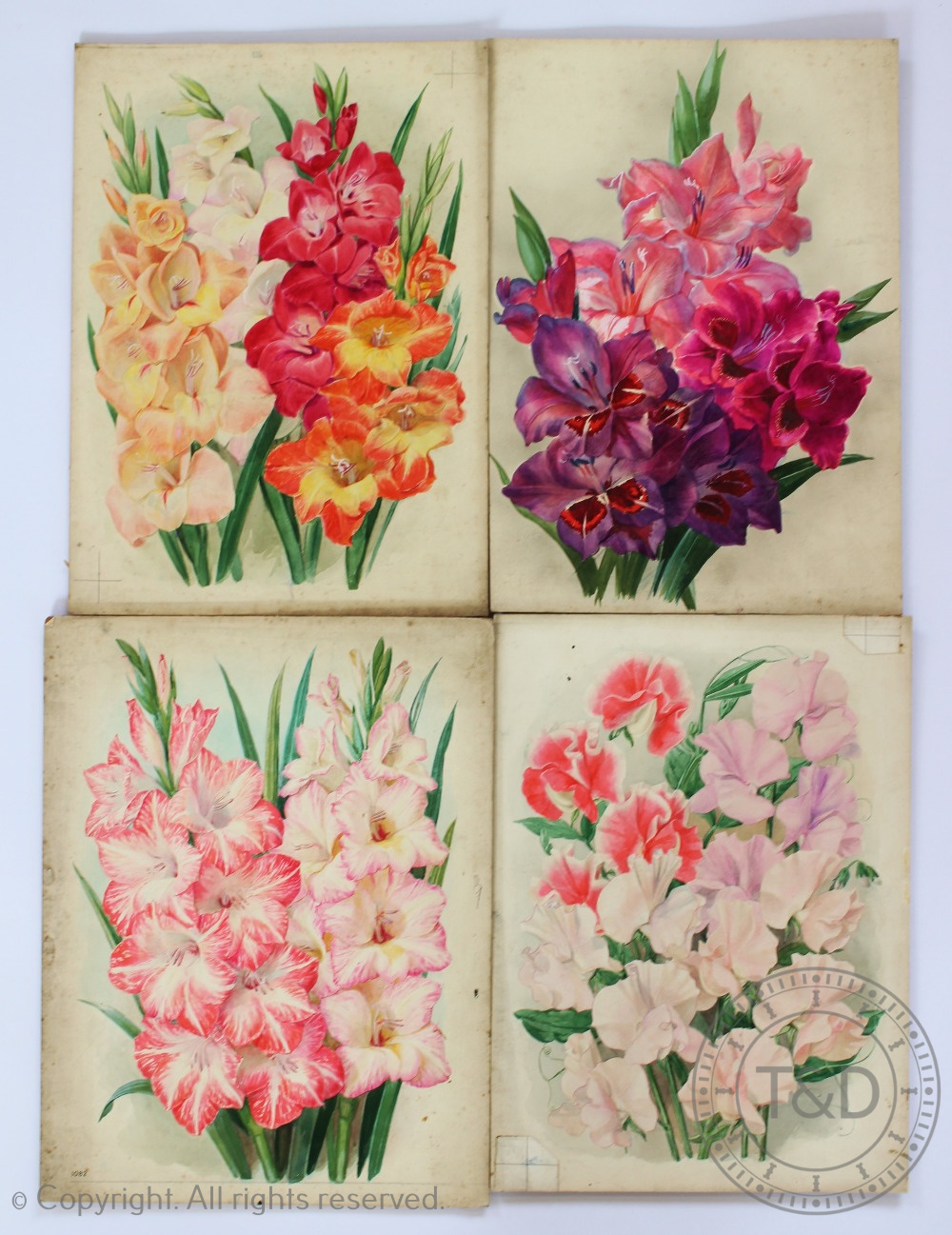 J W Ford - early 20th century, Four botanical watercolours, Studies of gladioli and sweet pea,