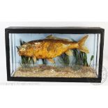 A taxidermy bream in box case, naturalistically set against a painted background,