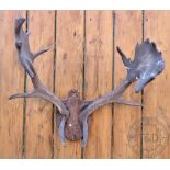 A pair of early 20th century stags antlers, on oak backplate,