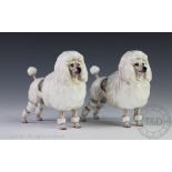 A pair of Royal Doulton models of French Poodles, No 2631, 13.