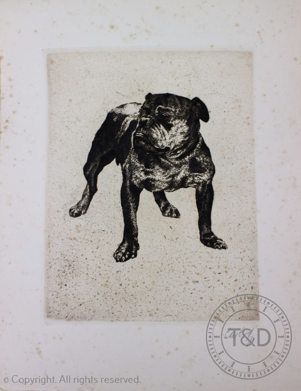 CASBERG (P), HUNDEPACK, ten etchings of various breeds of dog, each signed in pencil, 29cm x 37. - Image 4 of 5