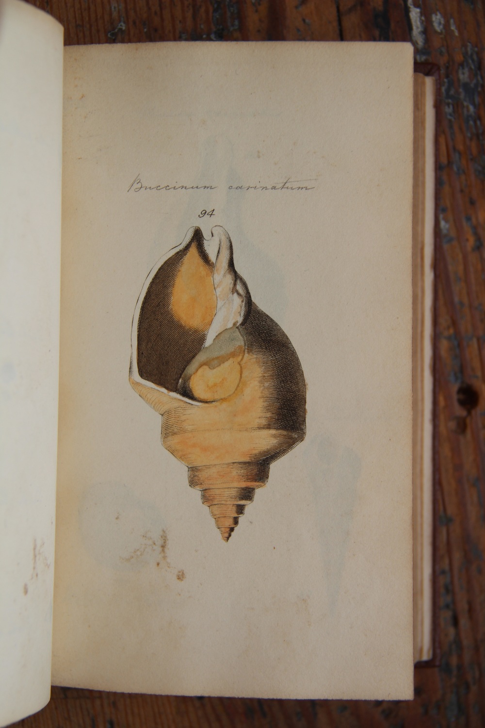 TURTON (W), A CONCHOLOGICAL DICTIONARY, with twenty eight hand coloured engraved plates, - Image 9 of 9