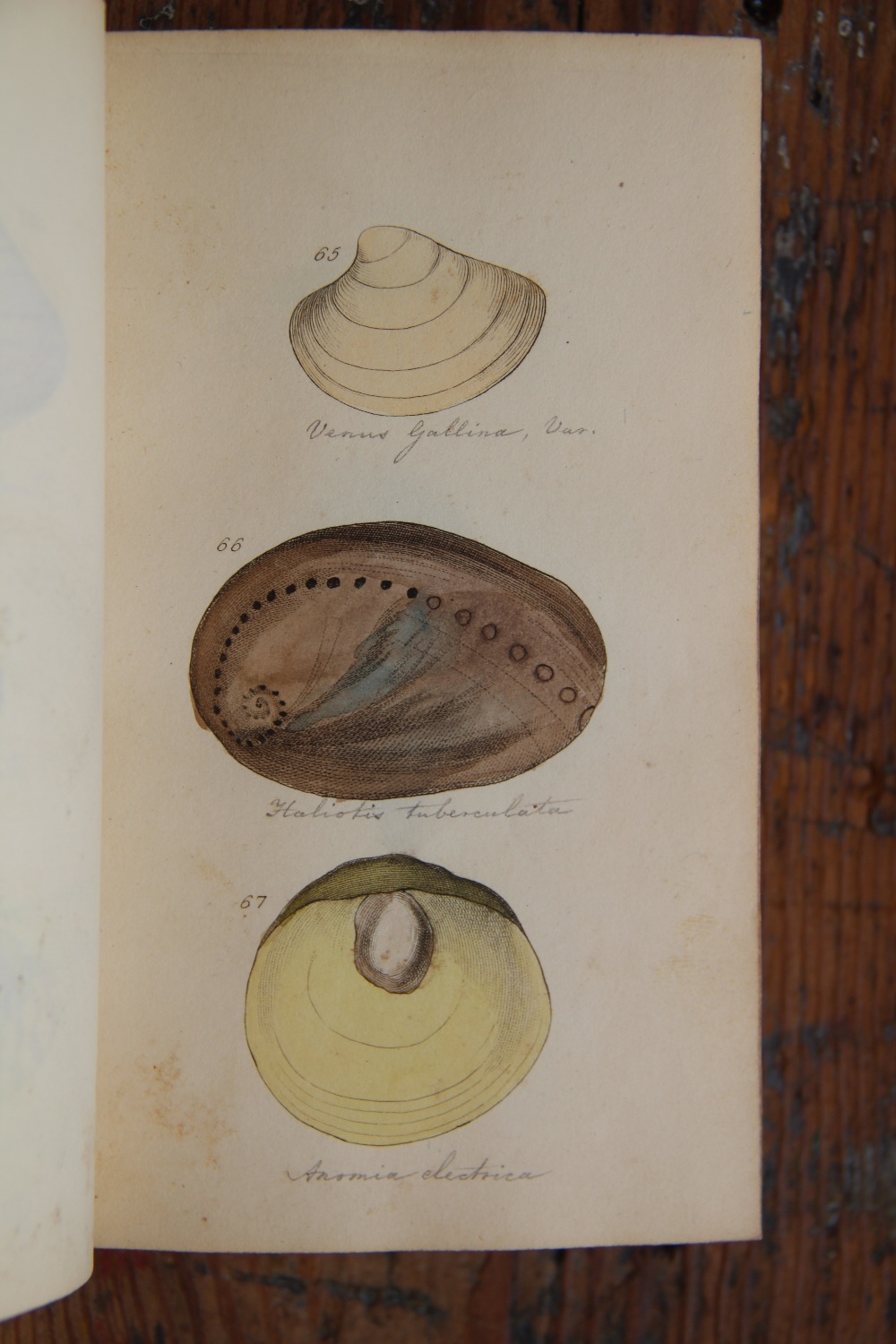 TURTON (W), A CONCHOLOGICAL DICTIONARY, with twenty eight hand coloured engraved plates, - Image 8 of 9