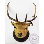 A taxidermy stags head and antlers mounted on circular shaped wall mount,