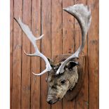 An early 20th century taxidermy stags head and antlers, mounted on a oak shield back plate,