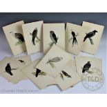 A collection of 303 19th century hand coloured ornithological book plates - possibly from A History