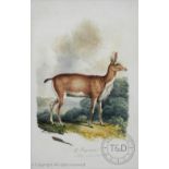 Attributed to William Samuel Howitt (1765-1822), Pair of watercolours, Studies of animals,