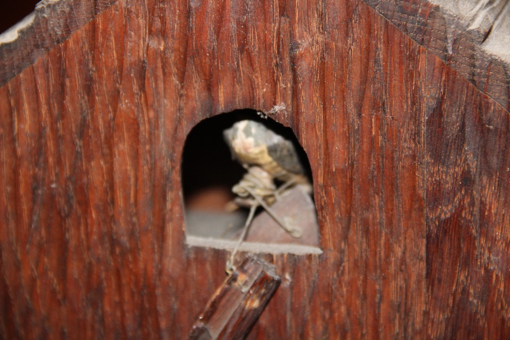 A later 19th century Black Forest carved wood twin fusee cuckoo clock, - Bild 12 aus 18