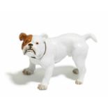 FRANZÖSISCHE BULLDOGGE. Meissen. Modell E. Hösel. Porzellan, farbig staffiert. Höhe 7cm.