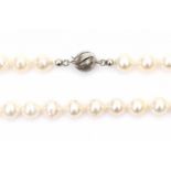 A Japanese salt water cultivated pearl necklace with sterling silver lock. Light baroque shaped