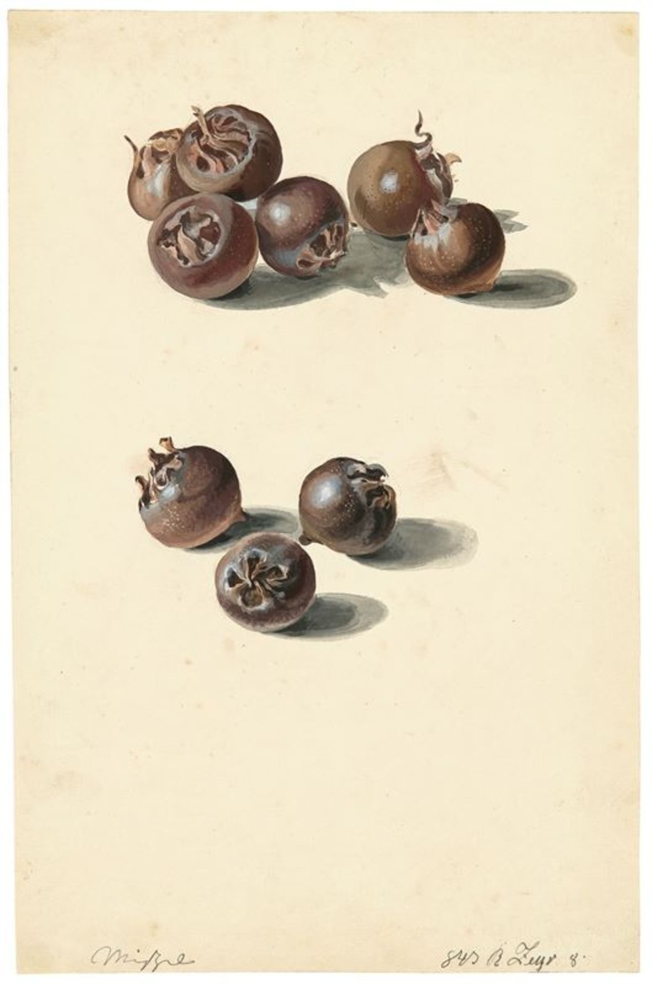 B. Zeyr (tätig 1843) Studie von neun Mispelfrüchten. 1843 Deckfarbe und Aquarell auf Papier. 34,