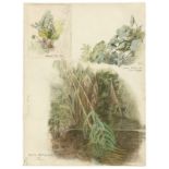 Rudolf Schick (1840 – Berlin – 1887) Pflanzenstudien aus Italien. 1862/67 Aquarell über Bleistift