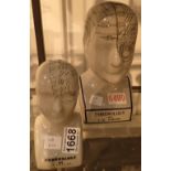 Two phrenology heads largest H: 25 cm