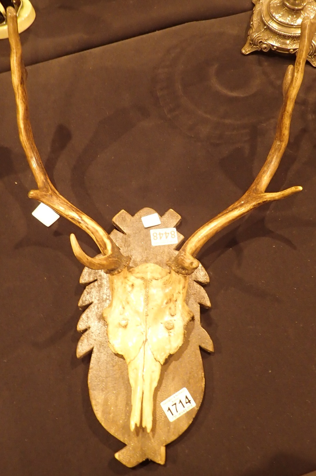 Set of shield mounted antlers