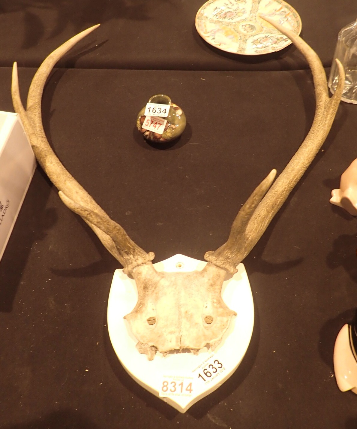 Shield mounted set of six point stag antlers on skull cap