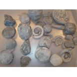 Tray of fossils mainly ammonites