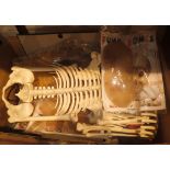 Deagostini partworks Funny Bones build your own skeleton and body parts contents unchecked