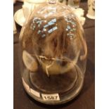 Shrunken head in glass dome H: 25 cm CONDITION REPORT: Dome is attached to the base