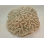 Large piece of natural white honeycomb coral L: 30 cm