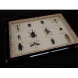 Framed set of 12 taxidermy insects