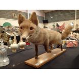 Taxidermy Vixen fox mounted on mahogany board in running stance with ears pricked