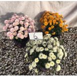 Three Mixed Multiflora Chrysanthemums (6)