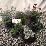 Six Mixed Winter Shrubs (15)