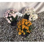 Three Mixed Multiflora Chrysanthemums (10)