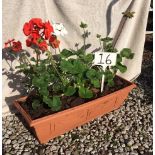 Geranium Trough (16)