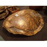 Large Loggerhead sea turtle shell 73 x 57 cm ( Article 10 present for sale of goods )