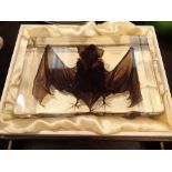 Original taxidermy bat sealed in clear plastic case CONDITION REPORT: The bat is