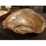 Large Loggerhead sea turtle shell 73 x 5