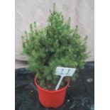 Picea Christmas Tree (11)