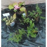 Collection of Eight Mixed Shrubs including Ornamental Conifer Hebe Cactus etc (12)