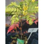 Mahonia Evergreen Shrub (8)