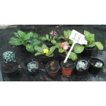 Eleven Mixed Bulbs and Polyanthus (13)