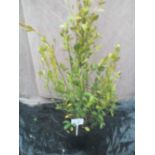 5ft Grisellinia Evergreen Shrub (10)